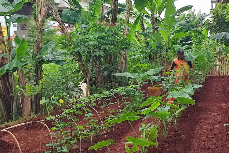 PPSU sedang melakukan pembersihan lahan pertanian perkotaan di kolong tol Becakayu, Kamis (20/11/2025). Riset IPB University menunjukkan urban farming ekologis bisa menurunkan suhu perkotaan dan memperbaiki kualitas lingkungan. Simak selengkapnya.