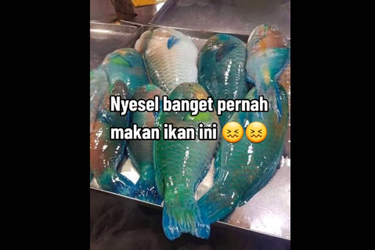 Tangkapan layar video TikTok soal ikan kakatua sebaiknya tidak dikonsumsi karena berisiko