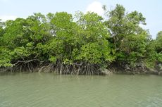 Hutan Mangrove: Fungsi dan Persebarannya di Indonesia