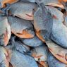3 Cara Bedakan Ikan Bawal Air Laut dan Air Tawar, Amati Warnanya 