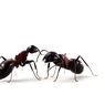 12 Cara Mengusir Semut dengan Bahan Rumahan