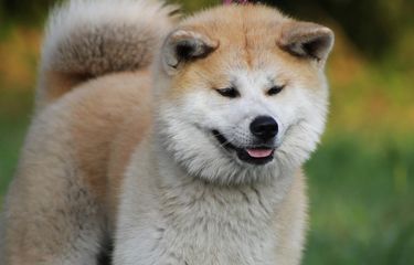 Akita amerika best sale