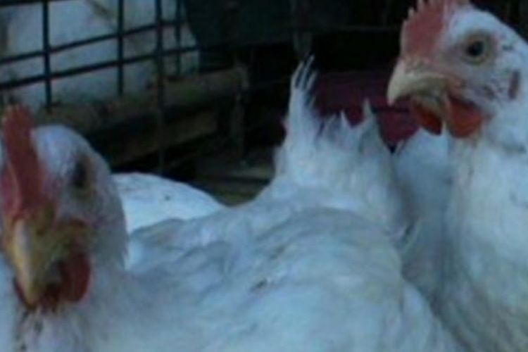 Peternakan Ayam Potong Di Jepang