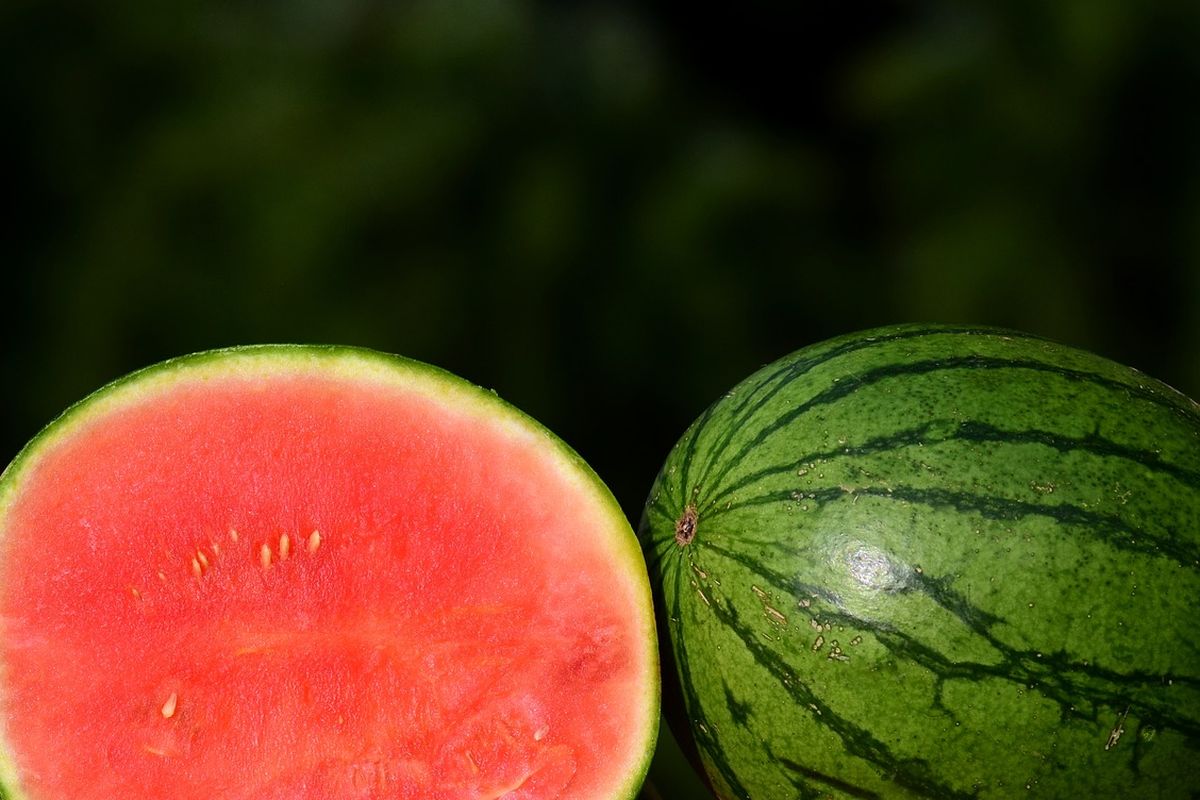 Ilustrasi buah semangka