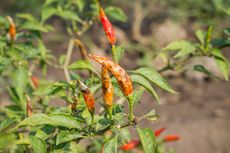 Layu Fusarium Tanaman Cabai: Penyebab, Gejala, dan Cara Mengatasinya