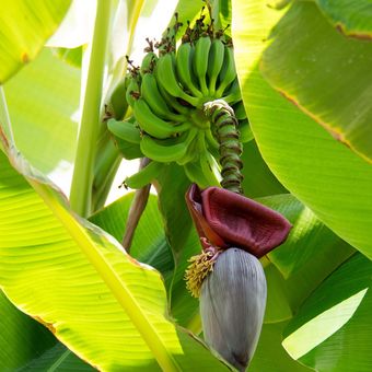 Ilustrasi pisang, pohon pisang.