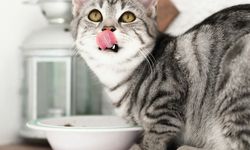 Bahan Kimia Abadi PFAS Terdeteksi dalam Makanan Anjing dan Kucing