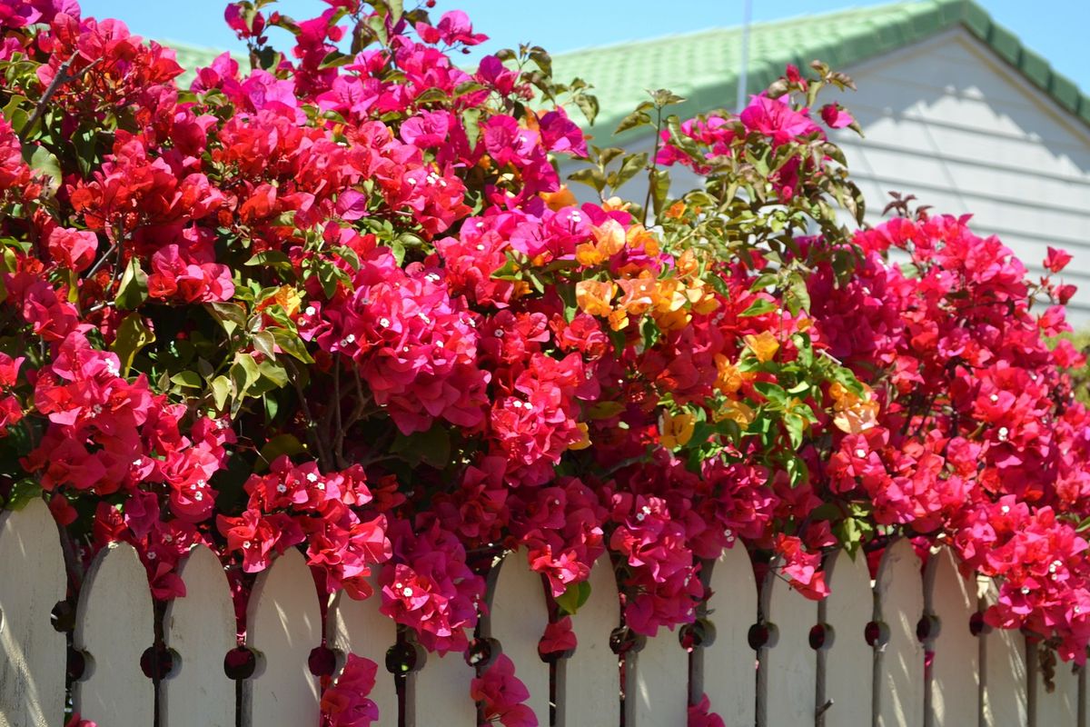 Ilustrasi tanaman bunga bugenvil di pagar rumah. 
