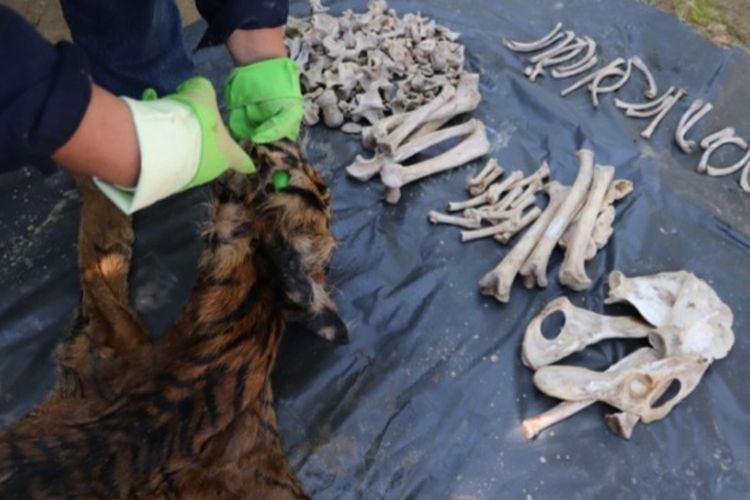 Barang bukti kulit dan tulang harimau yang akan diperjualbelikan di Jambi