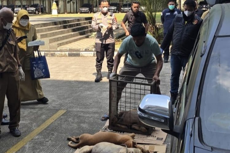 12 Anjing Pemburu Dilaporkan Hilang di Jasinga Bogor, Warga Diimbau Tak Dekati Hutan