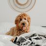 Ingin Memelihara Anjing? Pertimbangkan Dulu 4 Hal Ini