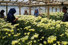 Kampung Krisan Clapar, Keindahan Kebun Bunga di Kaki Gunung Ungaran