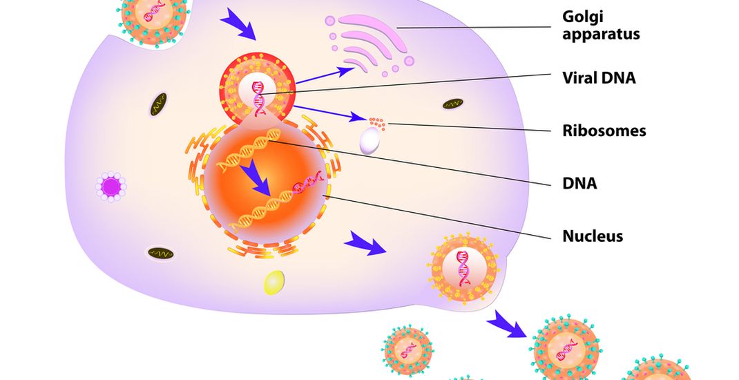 Ilustrasi replikasi virus