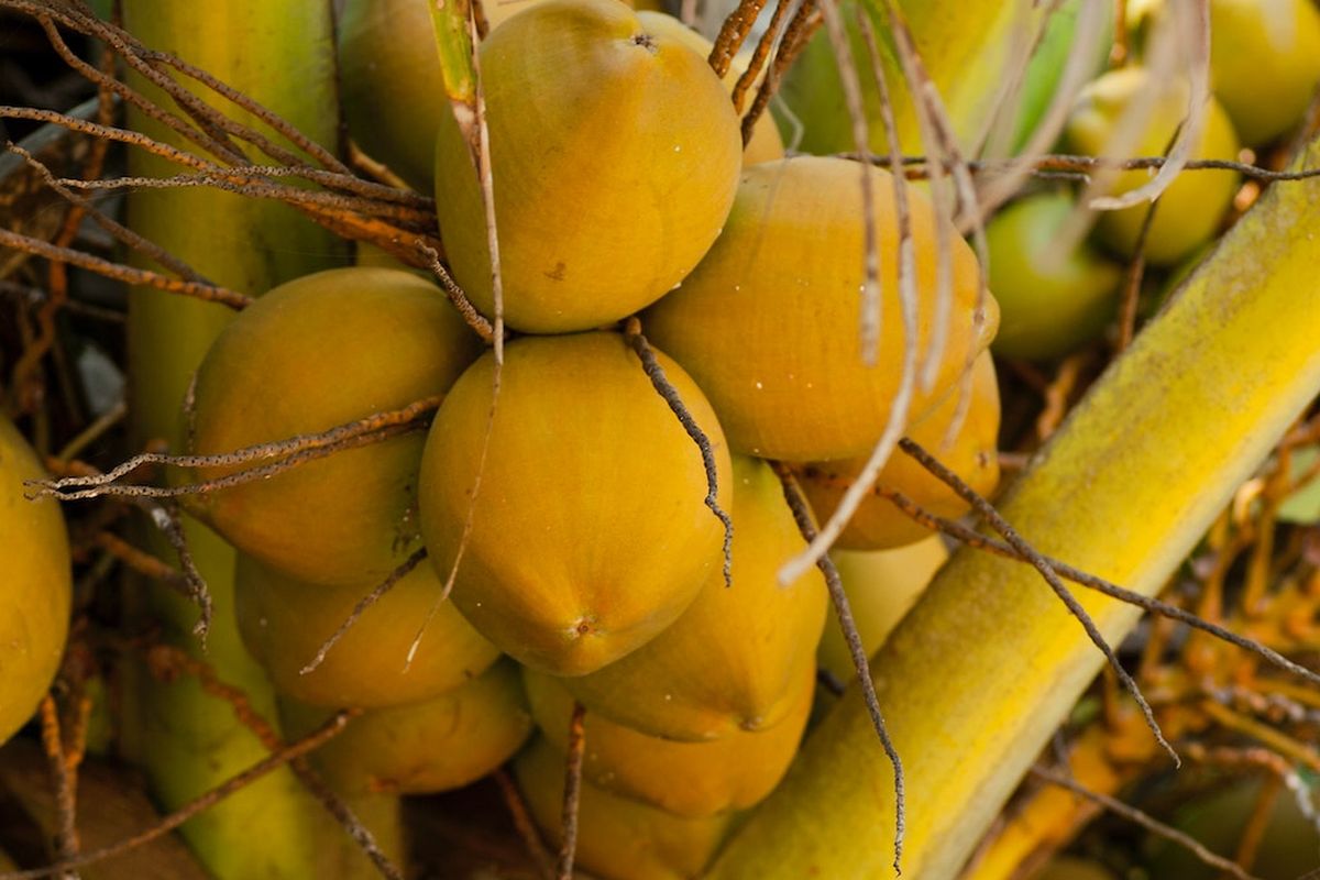 Ilustrasi tanaman kelapa, pohon kelapa. 