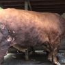 Ini Sapi Terberat 2022 yang Disalurkan Presiden Jokowi ke Seluruh Indonesia