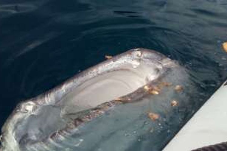 Pengunjung memberi makan hiu paus di perairan Botubarani, Gorontalo. Whaleshark Indonesia yang menorehkan catatan pada lamannya menginformasikan bahwa Indonesia menjadi daerah migrasi hiu paus.