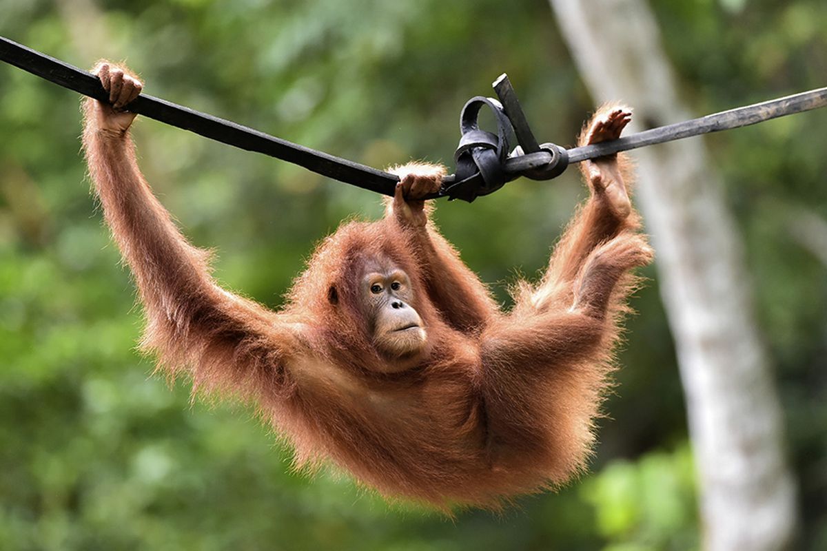 Bokep orang hutan sama manusia