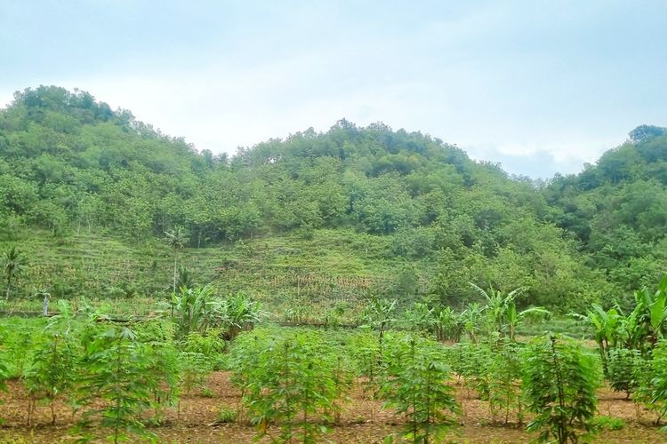 Pembangunan Pabrik Semen Rp 6 Triliun di Wonogiri Ditolak Warga, Apa Alasannya?