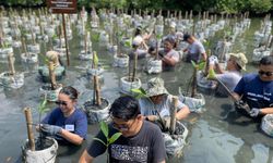 Tekan Emisi, MDKA Tanam 1.000 Mangrove di TWA Angke dan Muara Gembong 