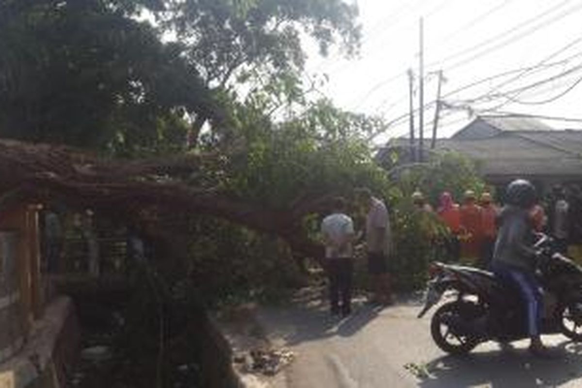 Pohon tumbang di Kamal, Jakarta Barat.