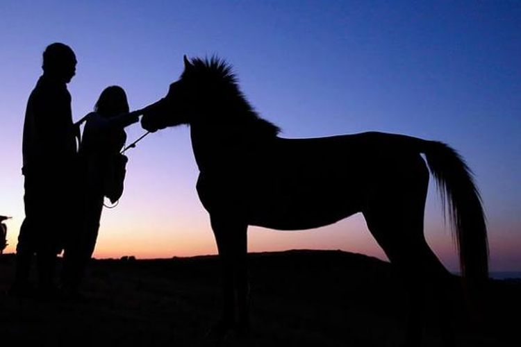 Kuda di bukit kampung Namata, Pulau Sabu, Nusa Tenggara Timur.
