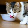 7 Alasan Kenapa Kucing Selalu Merasa Lapar 