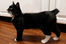 7 Fakta Unik Ras Kucing Manx yang Tidak Punya Ekor