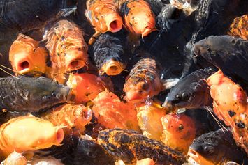 Syarat Hewan yang Bisa Dijadikan Pakan Ikan, Jangan Asal! 