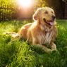 5 Ras Anjing Terbaik untuk Dipelihara di Tengah Keluarga  