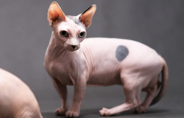 Kucing bambino.