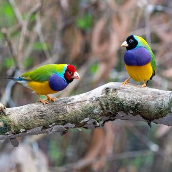 ilustrasi burung kutilang Gouldian. Burung di dekat khatulistiwa lebih berwarna.