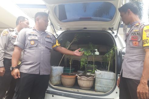 Polres Ambon Amankan 11 Pot Tanaman Ganja di Hutan Desa