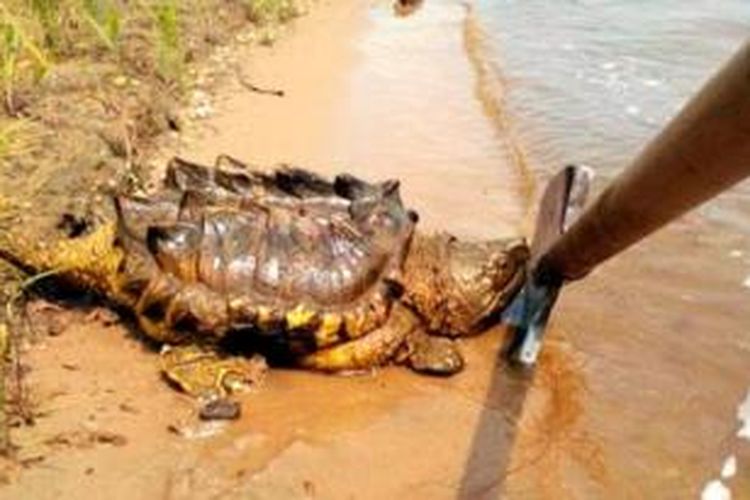 Kura-kura bertampang seram ini muncul di Sungai Amur, Rusia. Padahal, habitat asli kura-kura ini adalah di wilayah tenggara AS yang beriklim hangat.