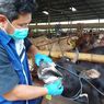Imbas Wabah PMK, Penjual Sapi Bandung Barat Dibayangi Kerugian Jelang Idul Adha