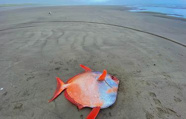 Biasa Hidup di Daerah Tropis, Ikan Raksasa “Moonfish” Ditemukan ...