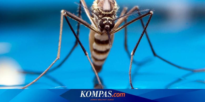 危険な化学物質を使わずに、梅雨の間に自然に蚊を駆除する10の方法
