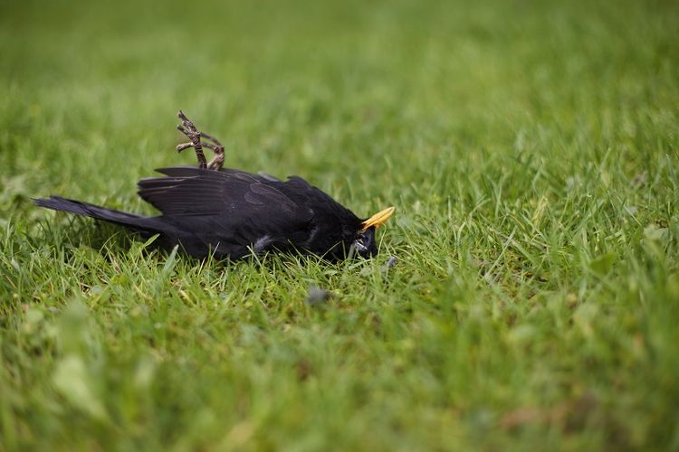 Burung mati.