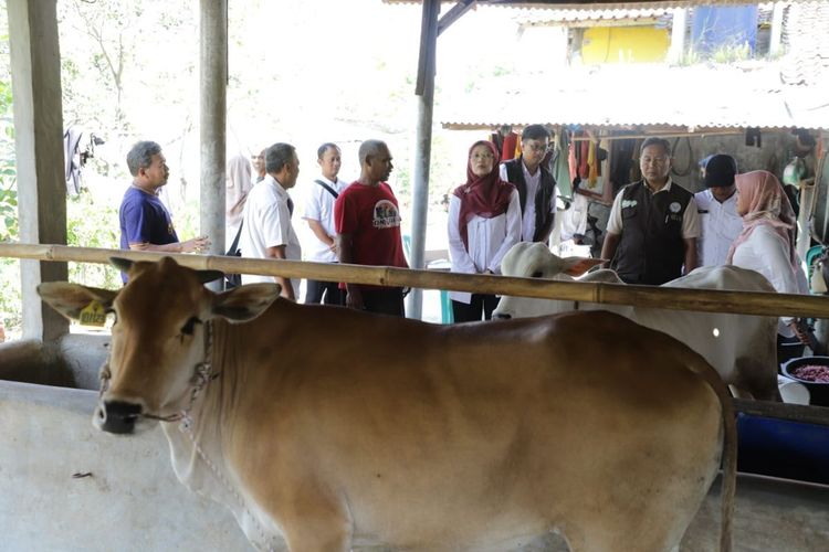 24 Ekor Sapi Pasundan dan PO Dibagikan ke Peternak di Tiga Kabupaten Jabar