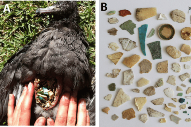 Isi perut burung flesh-footed shearwater yang ditemukan di pulau Lord Howe di Australia, penuh dengan plastik. Salah satu dampak burung menelan plastik, menyebabkan masalah kesehatan serius pada burung.