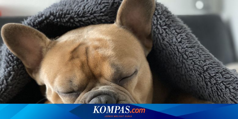 Causes of Dog Seizures While Sleeping