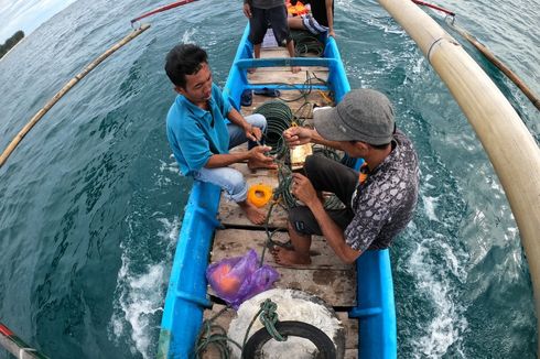 Merawat Gurita, Simbol dan Penyambung Hidup Nelayan Kaur