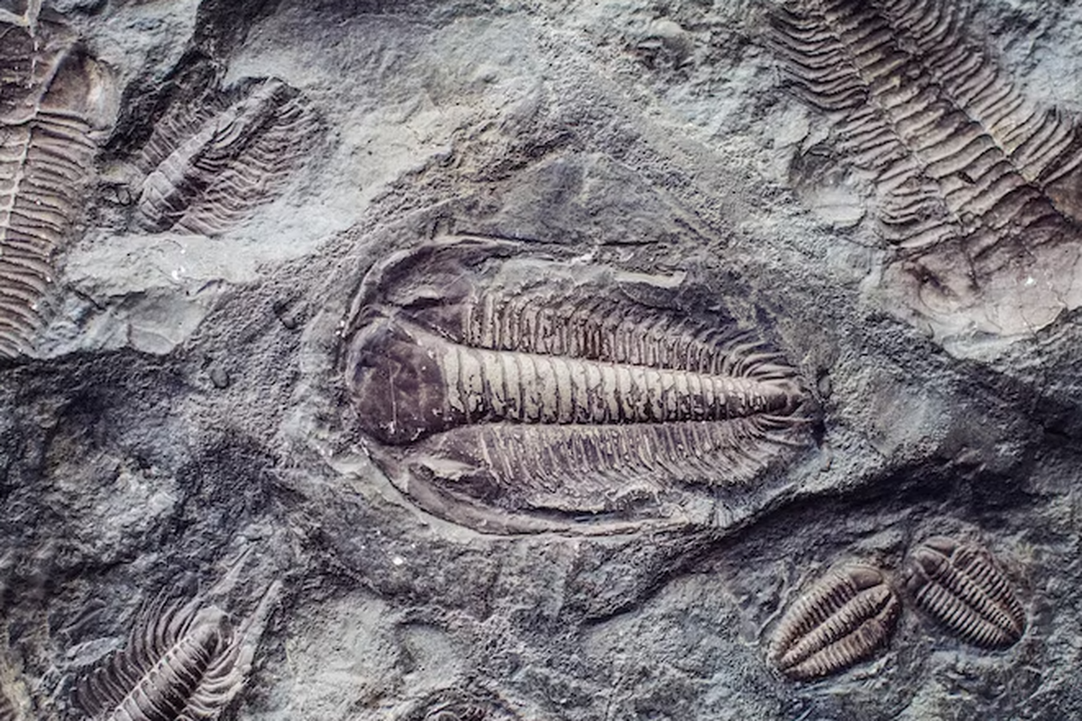 Fosil trilobita