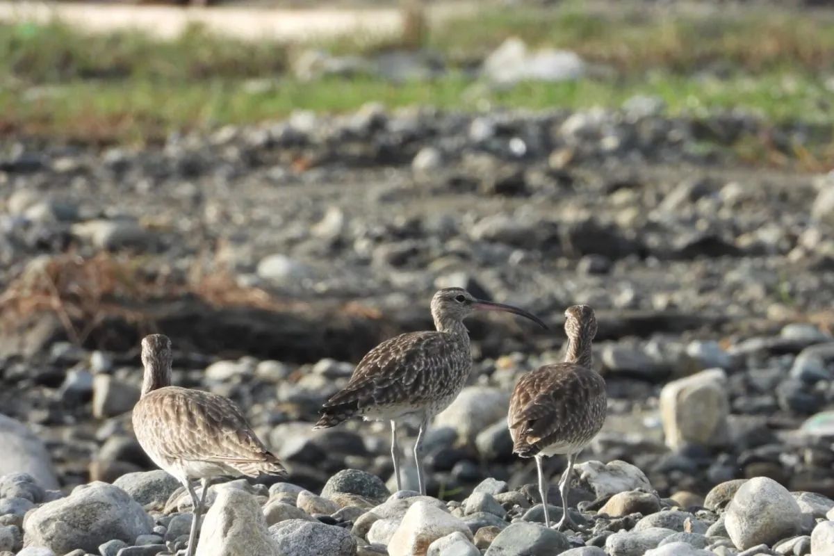 Burung gajahan penggala (Numenius phaeopus) yang terpantau di Muara Sungai Tawaili, Kota Palu, Sulawesi Tengah.