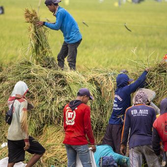Petani memanen padi di Desa Penganjang, Kecamatan Sindang, Indramayu, Jawa Barat, Senin (4/3/2024). Menurut petani, harga gabah kering saat ini mengalami kenaikan menjadi Rp1,1 juta per kuintal dari sebelumnya Rp950 ribu per kuintal. 