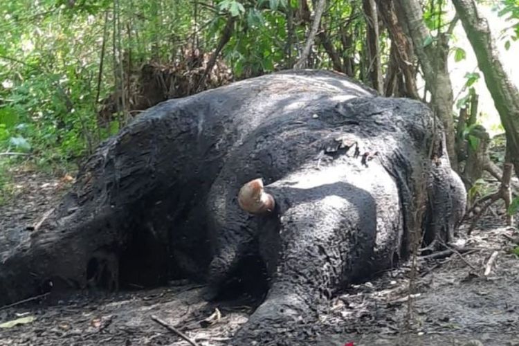 Seekor gajah dewasa ditemukan dalam kondisi mati di bantaran sungai di kawasan Desa Paya Udeung, Kecamatan Seunagan, Kabupaten Nagan Raya, Provinsi Aceh, Jumat (1/3/2024) sore. 