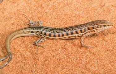 Serba-Serbi Hewan: Kadal Bisa Menumbuhkan Ekor Lebih Dari Satu Halaman All  - Kompas.com