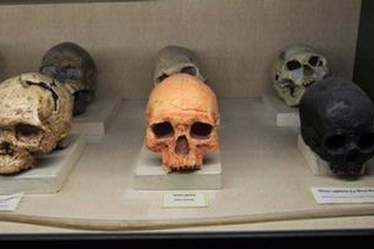 Manusia purba di Museum Geologi Bandung.
