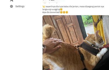 Alasan Mengapa Kucing Jantan Mengangkat Pantatnya Saat Punggungnya ...