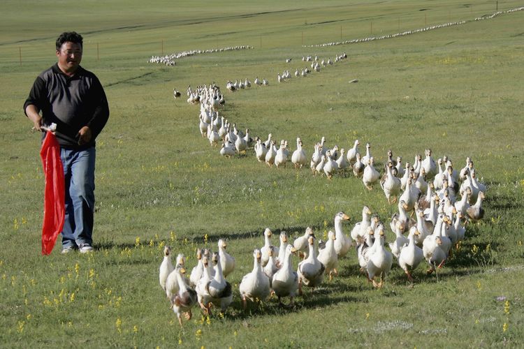 Seorang pria menggiring bebek-bebeknya di padang rumput di Hami, China (9/7/2017).