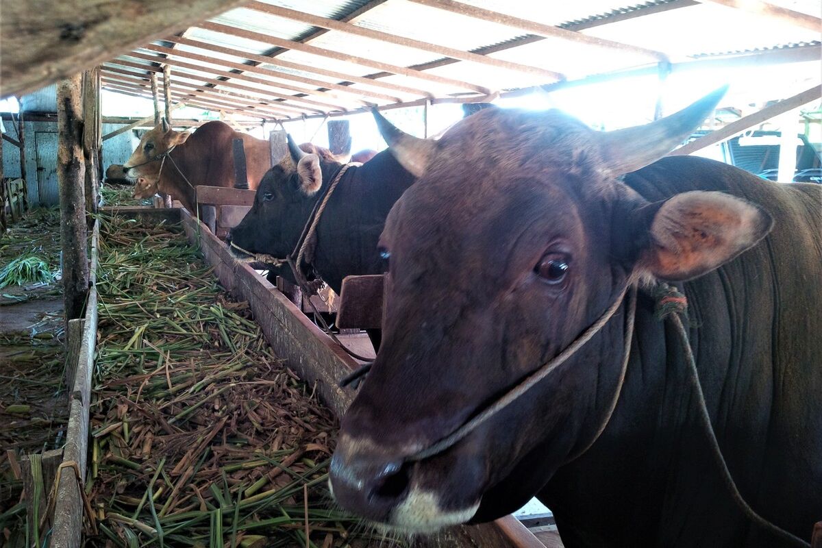 Hampir separuh sapi terpapar PMK berhasil sembuh, Dinas Peternakan Kabupaten Magetan gencarkan penggunaan empon empon untuk penanganan awal penyakit mulut dan kuku. Sebanyak 800 sapi dari 1.790 ekor sapi terpapar penyait PMK di Magetan dinyatakan sembuh.